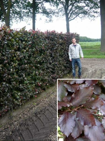 Blutbuche / Fertighecke / Heckenelement 200 cm / Fagus sylvatica 'Purpurea'