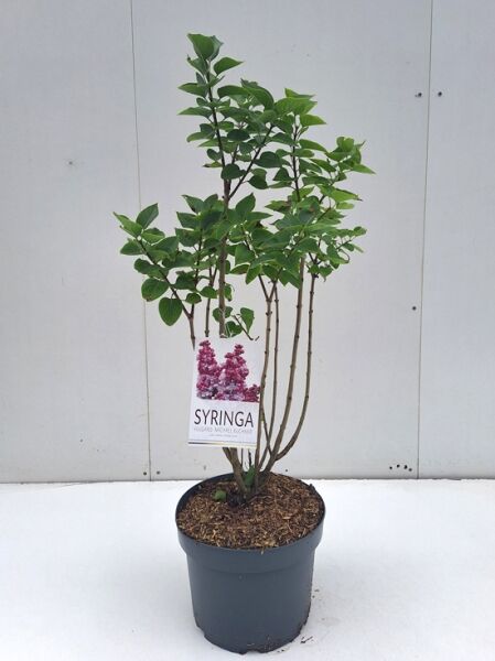 Syringa vulgaris 'Michel Buchner' (Gartenflieder) im Topf, 80–100 cm, C7, mehrtriebiger Strauch mit grünen Blättern