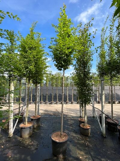 Säulen-Hainbuche Frans Fontaine (Carpinus betulus 'Frans Fontaine') Hochstamm im Container, schlanker Stamm mit dichtem Laub.