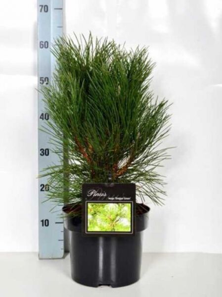 Pinus nigra 'Oregon Green' / Österreichische Schwarz-Kiefer 'Oregon Green', 30-40 cm, im C5-Topf mit dichtem, dunkelgrünem Nadelkleid