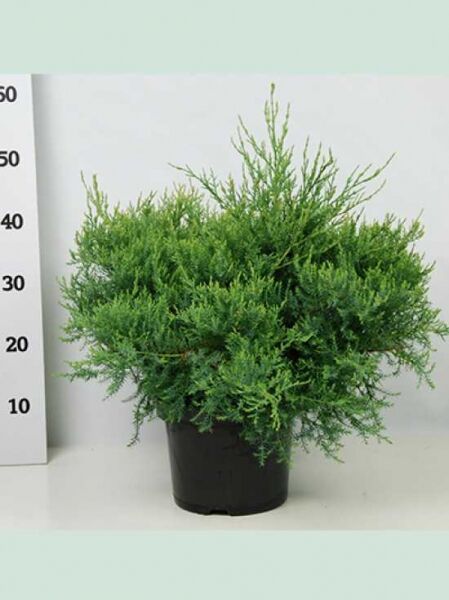 Juniperus pfitzeriana 'Pfitzeriana Glauca' / Blauer Pfitzer-Wacholder 40-50 cm breit, C7 Containerpflanze im Topf