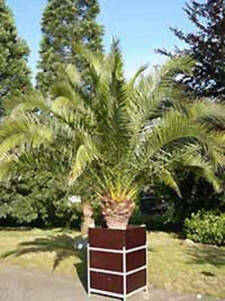 Kanarische Dattelpalme / Phoenix canariensis