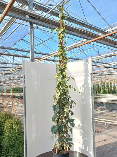 philodendron florida green vs ghost Philodendron Florida Ghost – Plants-Zen main image 0