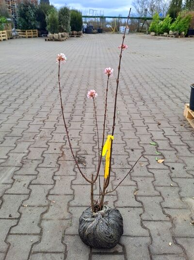 Viburnum bodnantense 'Dawn' – Bodnant Schneeball 'Dawn' 60–80 cm m. B., mehrtriebiger Strauch mit rosa Blütenansätzen im Ballen