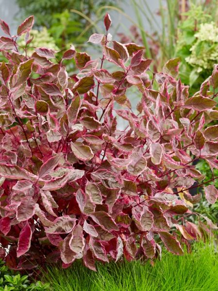 Hartriegel 'Miracle' ® / Hartriegel 'Miracle' ®