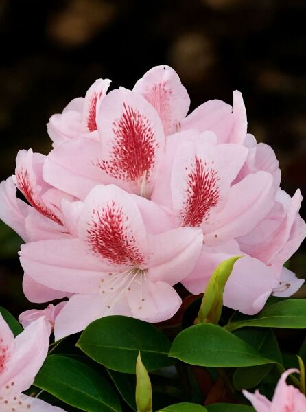 Rhododendron 'Furnivall's Daughter'  / Rhododendron 'Furnivall's Daughter' 