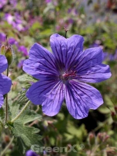 Geranium magnificum 'Rosemoor' / Pracht-Storchschnabel