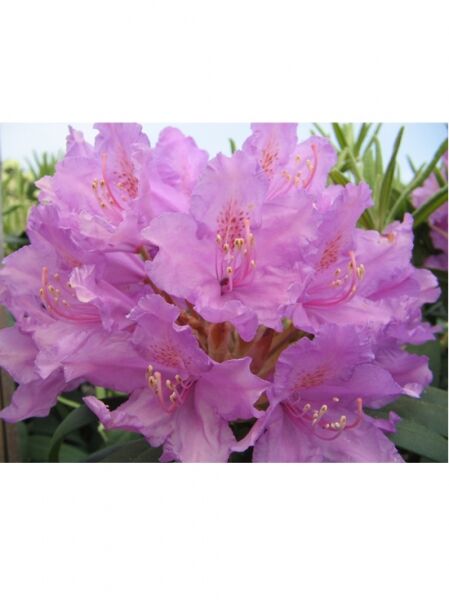Rhododendron 'Meltzer' / Rhododendron smirnowii 'Meltzer'