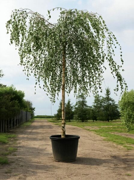 Trauer-Birke 'Youngii' (Betula pendula 'Youngii') 225 cm Stamm 18-20 StU im Container, hängende Krone im Topf.