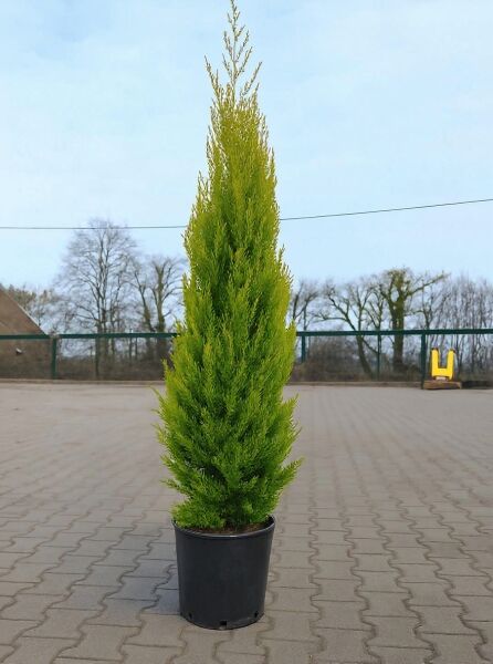 Monterey-Zypresse (Cupressus macrocarpa 'Goldcrest') im Topf, 150–175 cm, Container C20, schlanker kegelförmiger Wuchs.