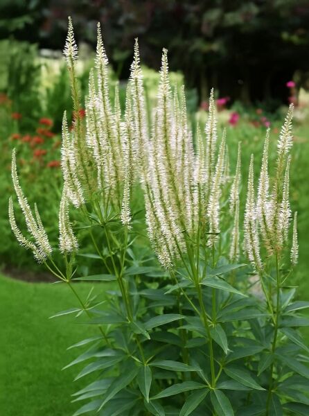 Veronicastrum virginicum 'Diana' / Kandelaber-Ehrenpreis 'Diana' mit aufrechten, weißen Blütenähren und schmalem Laub