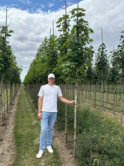 Spitz-Ahorn Acer platanoides 'Emerald Queen' Hochstamm 10-12 StU, Baum in Baumschulreihe mit Stützpfahl und Stammetikett.