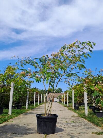 Seidenbaum 'Ombrella' / Seidenfädenakazie 'Ombrella' 250-300 cm - Albizia julibrissin 'Ombrella' (1567675)