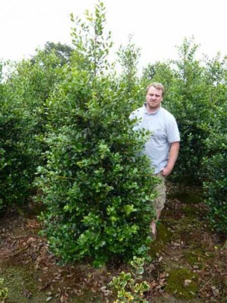 Europäische Stechpalme (Ilex aquifolium) 'J. C. van Tol' Solitär, 200–250 cm, mehrstämmig mit dichtem grünen Laub.