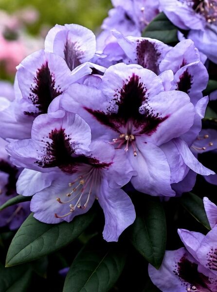 Rhododendron Hybride 'Metallica' (Rhododendron 'Metallica'), lila Blüten mit dunkler Zeichnung und immergrünen Blättern