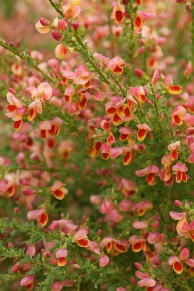 Edelginster 'Burkwoodii' / Edelginster 'Burkwoodii'