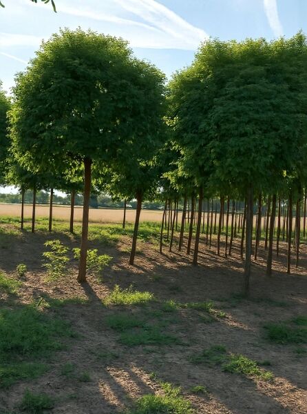 Robinia pseudoacacia 'Umbraculifera' / Kugel-Robinie, Kugel-Akazie, Hochstamm mit runder Krone, 225 cm Stamm, 35–40 StU