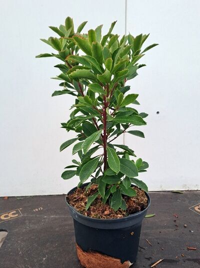 Arbutus unedo (Westlicher Erdbeerbaum) 30–40 cm C3, junge Pflanze im schwarzen Topf mit grünem, lanzettlichem Laub.