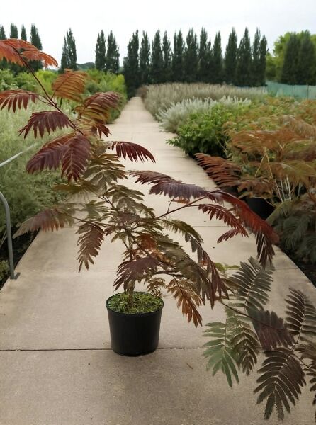 Seidenbaum Albizia julibrissin 'Evey's Pride'® 125-150 cm C20, Jungbaum im Topf mit feingliedrigem, rötlichem Laub