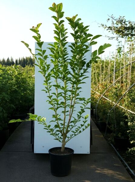 Magnolia loebneri 'Merrill' – Große Stern-Magnolie 'Merrill', mehrstämmige Jungpflanze im Topf, 150–175 cm, C20