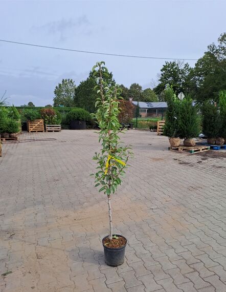 Pyrus communis 'Williams Christ' (Birne 'Williams Christ'/'Bartlett') 150-175 cm C7, junger Birnbaum im Topf mit Laub und Stamm.