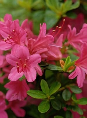Rosa blhende Rhododendron und Azaleen gnstig kaufen