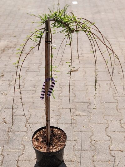 Taxodium distichum 'Cascade Falls' / Sumpf-Zypresse 'Cascade Falls' Stämmchen, 80 cm Stamm, C7, mit überhängenden Trieben im Topf