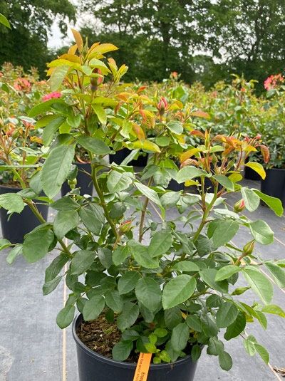 Beetrose 'Enjoy' ® / Beetrose 'Enjoy' ®