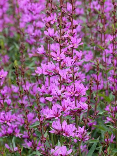 Ruten-Weiderich 'Dropmore Purple' / Lythrum virgatum 'Dropmore Purple'