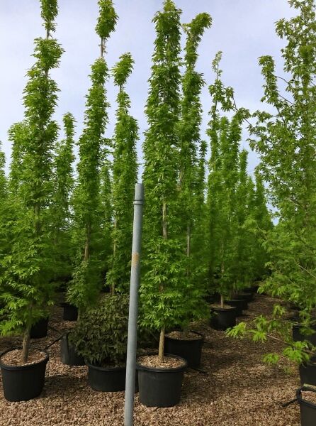 Liquidambar styraciflua 'Slender Silhouette' / Säulen-Amberbaum, säulenförmiger Baum im Container C50, 400–450 cm Höhe