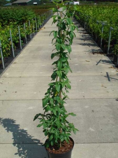Laburnum watereri 'Vossii' / Edel-Goldregen 100-150 cm C12, junger Strauch im Topf mit grünem Laub und aufrechtem Wuchs
