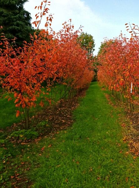 Kupfer-Felsenbirne (Amelanchier lamarckii) mehrstämmig 200–250 cm m. Db., Sträucher mit orangefarbener Herbstfärbung in Reihen