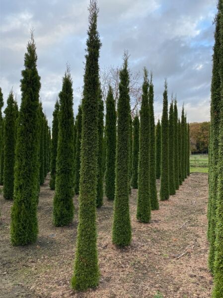 Lebensbaum 'Smaragd' Toskanasäule / Lebensbaum 'Smaragd' Toskanasäule