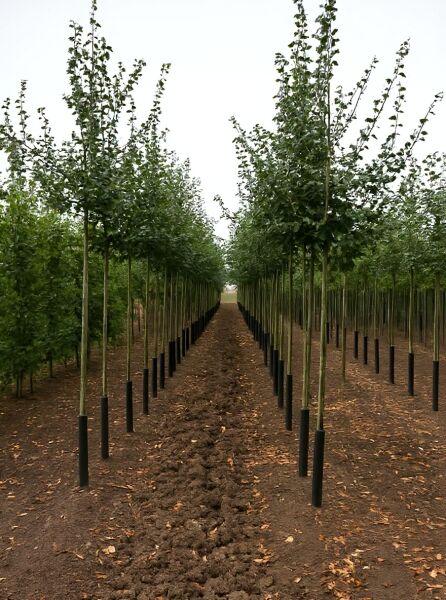 Lederblättriger Weißdorn (Crataegus laevigata 'Plena') Hochstamm 12-14 StU, Reihenpflanzung in der Baumschule.