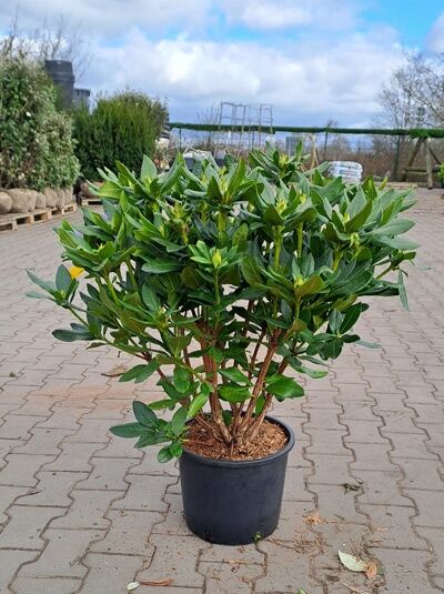 Rhododendron Hybride 'Albert Schweizer' (Rhododendron 'Albert Schweizer') 60-80 cm C20 im Topf, grünes Laub, mehrtriebig.