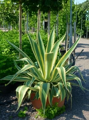 Faden-Agave - Agave filifera - Baumschule NewGarden