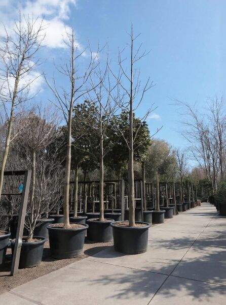 Blauglockenbaum / Paulownie / Kiribaum / Blauglockenbaum / Paulownie / Kiribaum