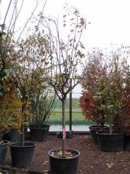 Echte Quitte / Echte Quitte