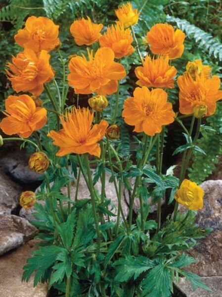 Trollius chinensis 'Golden Queen' / Chinesische Trollblume 'Golden Queen' mit orangegelben Blüten und grünem Laub im Beet