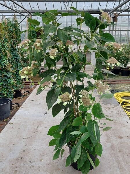 Samt-Hortensie / Samt-Hortensie