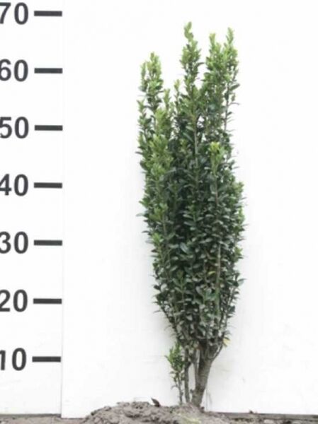 Japanische Säulen-Stechpalme (Ilex crenata 'Fastigiata') 40–60 cm m. B., schlanker, aufrechter Strauch mit dunkelgrünem Laub