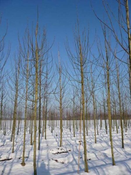 Purpur-Esche / Schmalblättrige Esche / Fraxinus angustifolia 'Raywood'