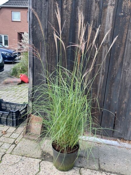 Miscanthus sinensis 'Ferner Osten' / Chinaschilf 'Ferner Osten' C10, Ziergras im Topf mit aufrechten Halmen und feinen Rispen