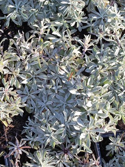 Antennaria dioica 'Alex Duguid' / Katzenpfötchen 'Alex Duguid'
