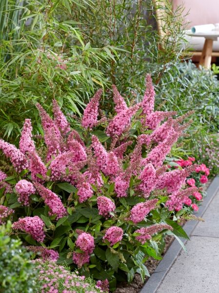 Zwerg-Sommerflieder &#039;Butterfly Candy ® &#039;Little Pink&#039; / Buddleja davidii &#039;Butterfly Candy ® &#039;Little Pink&#039;
