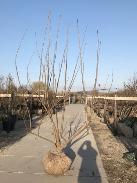 Catalpa bignonioides (Trompetenbaum) 250–300 cm m. Db., laubfreier Baum mit mehreren aufrechten Trieben, Ballenware.