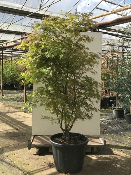 Fächer-Ahorn 'Nicholsonii' / Japanischer Ahorn / Fächer-Ahorn 'Nicholsonii' / Japanischer Ahorn
