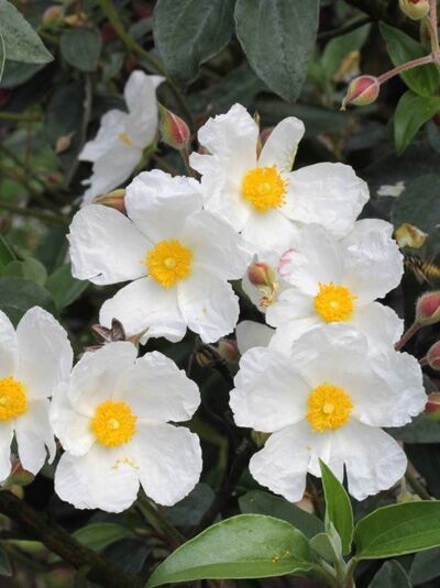 Cistus laurifolius (Lorbeerblättrige Zistrose) mit weißen Blüten und gelben Staubgefäßen, umgeben von grünen Blättern.