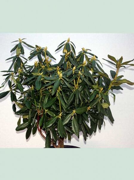 Rhododendron 'Haaga' / Rhododendron 'Haaga'