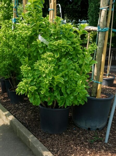Japanischer Spindelstrauch 'Aureus' (Euonymus japonicus) als buschige Topfpflanze im Container, 60–80 cm, C20.